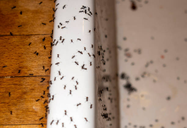 Best Emergency Pest Control  in Lawrence, IN